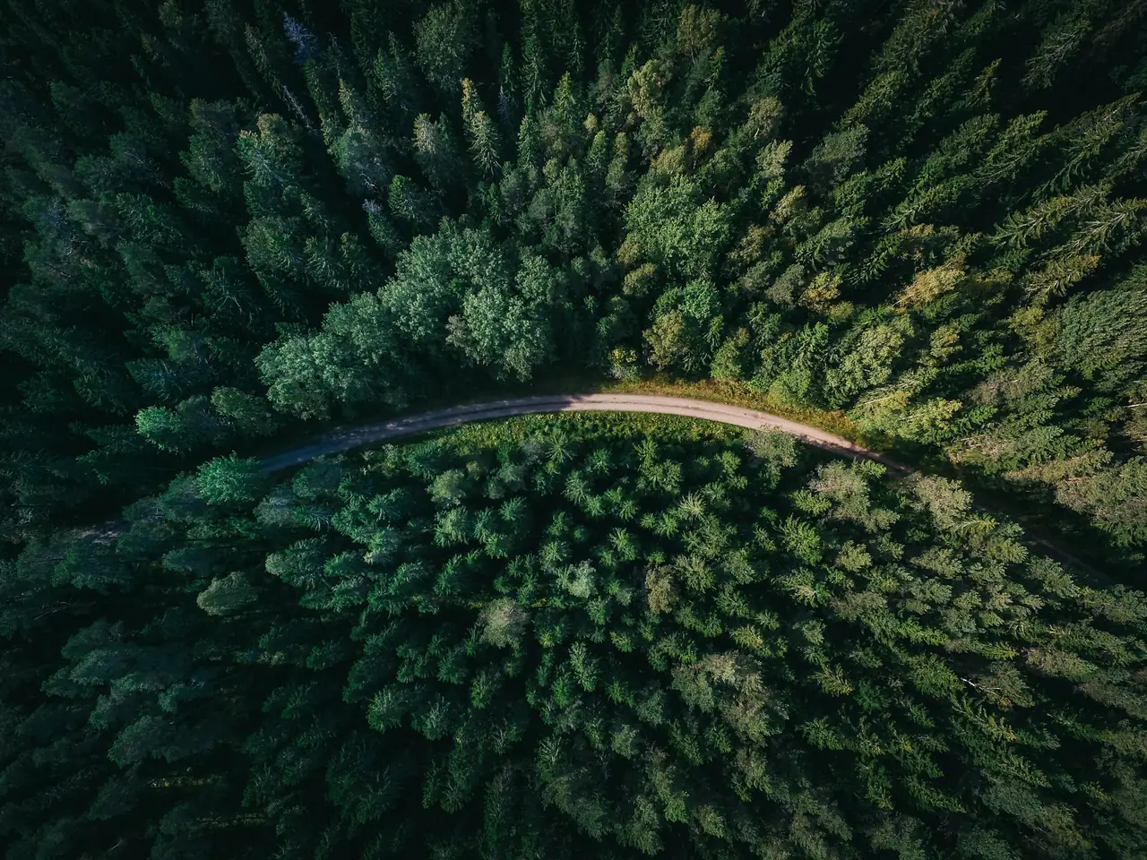 Chemin qui traverse une forêt de conifères, vu du ciel