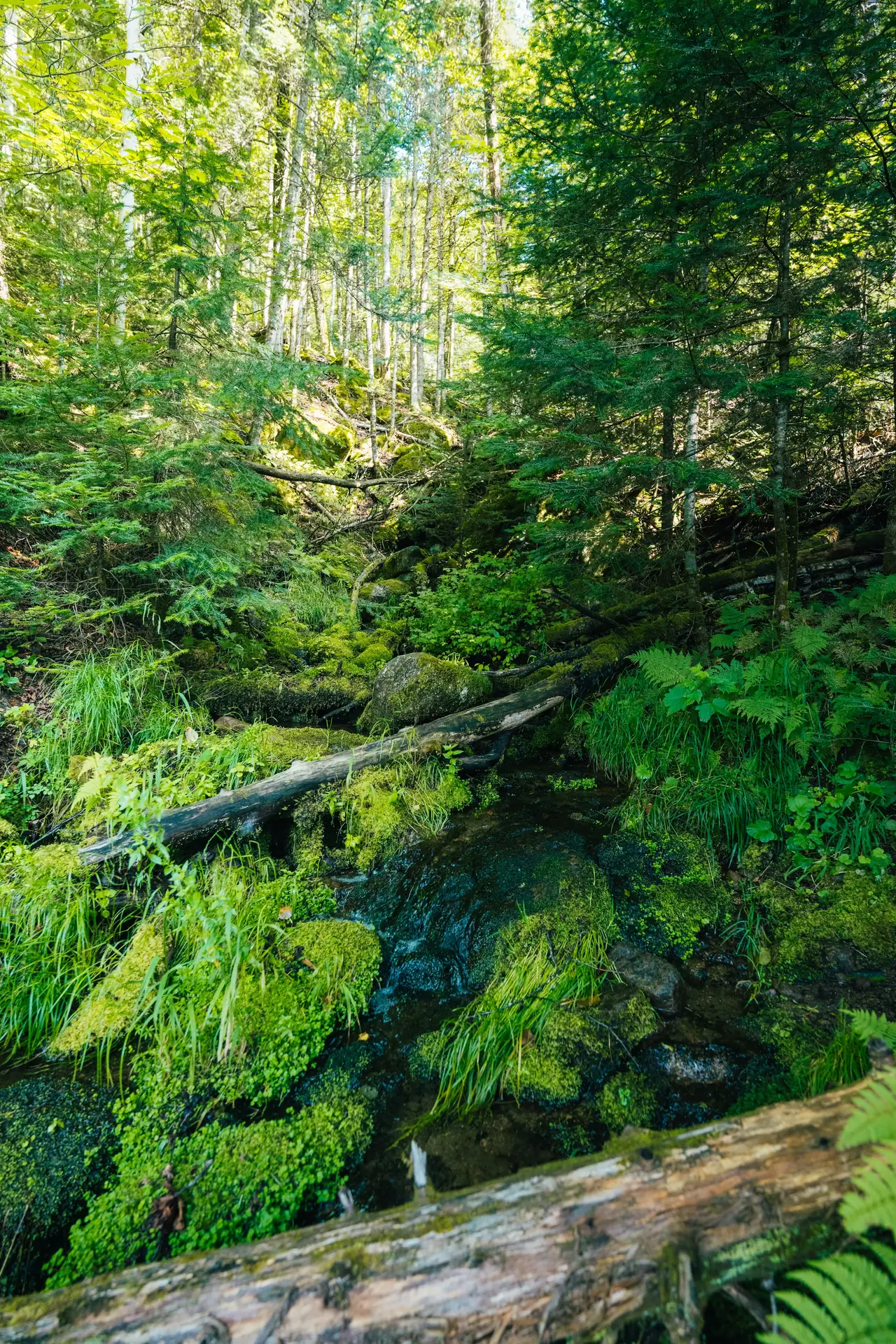 Ruisseau traversant une forêt verdoyante