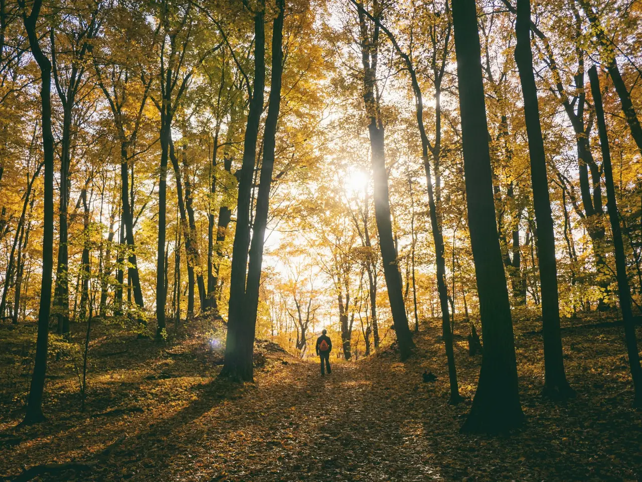Silhouette d’un randonneur dans une forêt baignée de soleil
