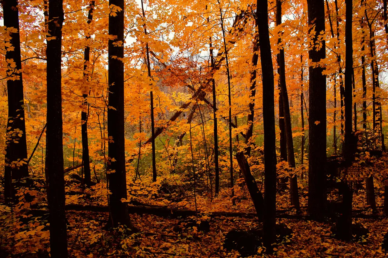 Forêt dorée à l’automne