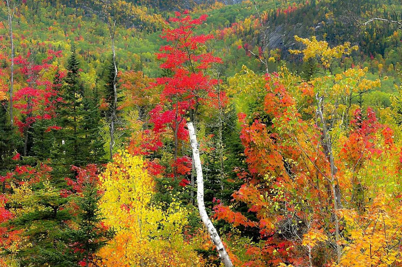 Érables rouges en automne