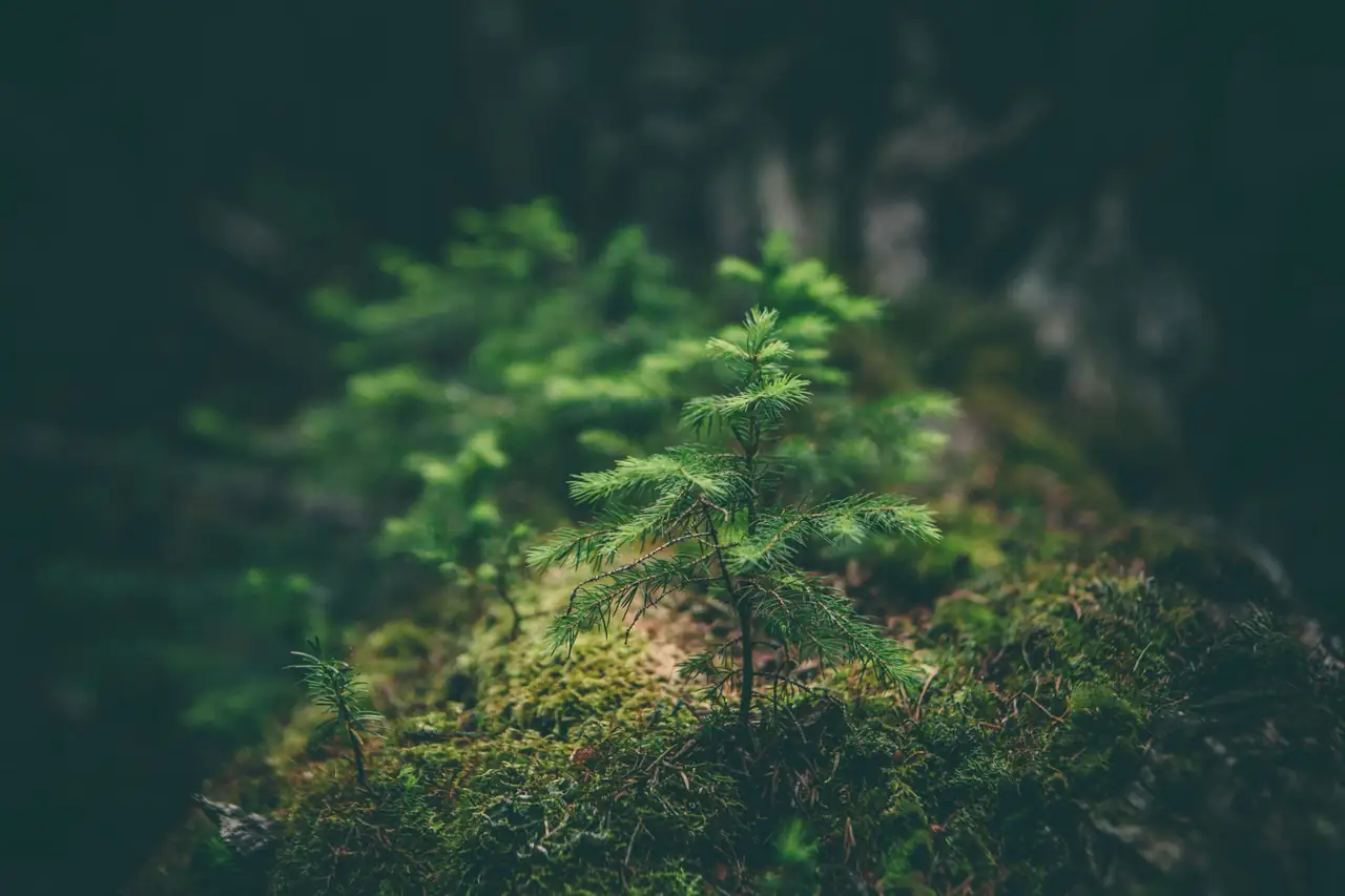 Jeune sapin qui pousse sur la mousse en forêt